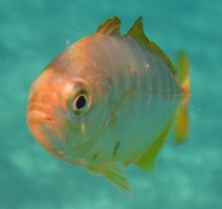 juvenile Caranx crysos